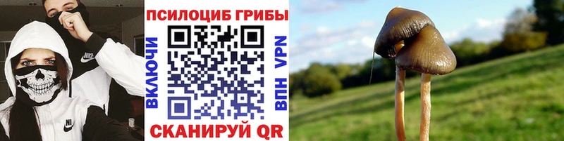 OMG как зайти  Володарск  Псилоцибиновые грибы Cubensis  купить закладку 